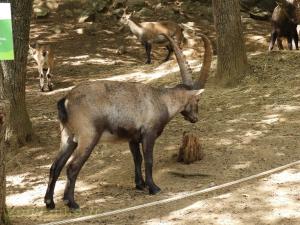 Bouquetin des Alpes