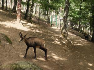Chamois