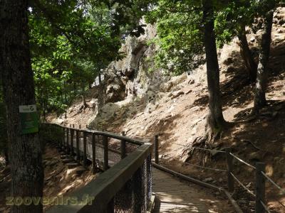 Chamois - Bouquetin des Alpes