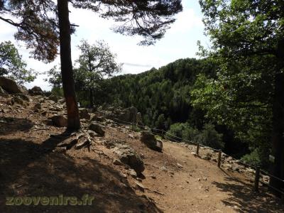 Chamois - Bouquetin des Alpes
