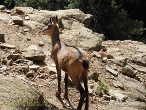 Chamois