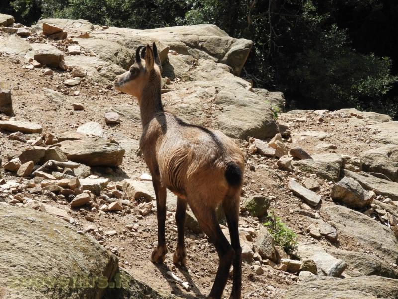 Chamois