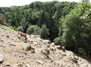 Chamois 