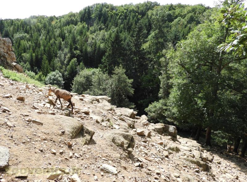 Chamois 