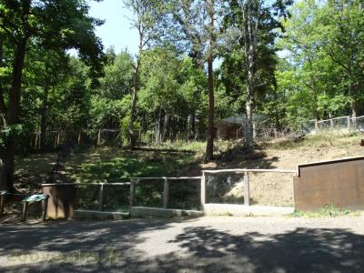 Porc-épic d'Amérique