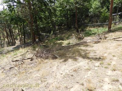 Porc-épic d'Amérique