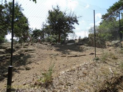 Loup blanc du Canada