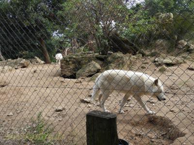 Loup blanc du Canada