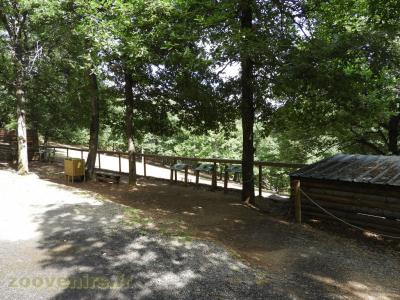 Urial - Cerf de Thorold