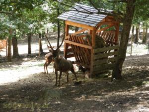 Cerf de Thorold