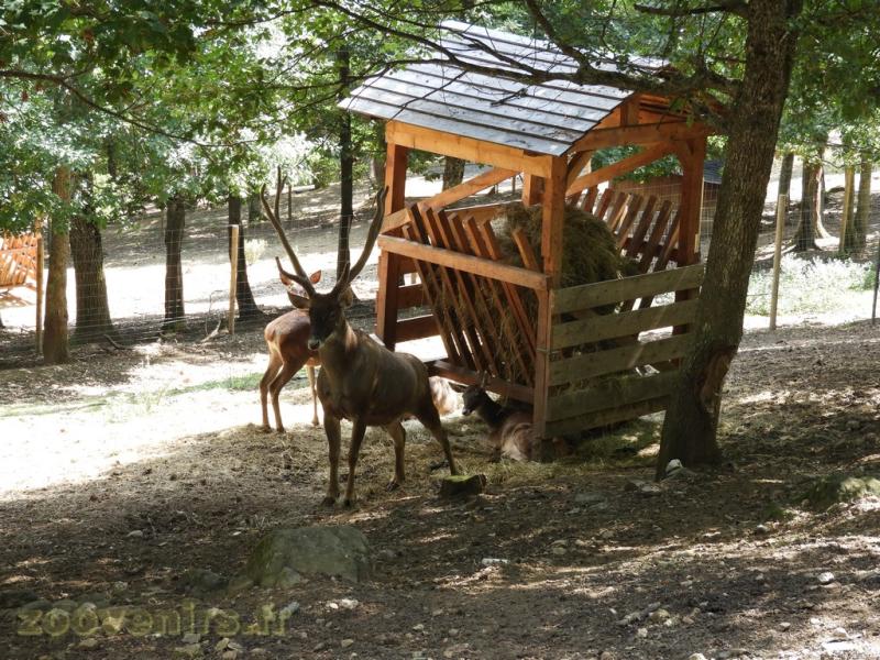 Cerf de Thorold