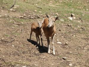 Urial 