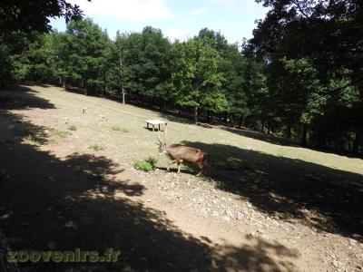 Urial - Cerf de Thorold