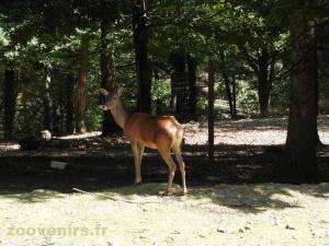 Cerf de Thorold