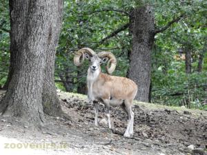 Urial