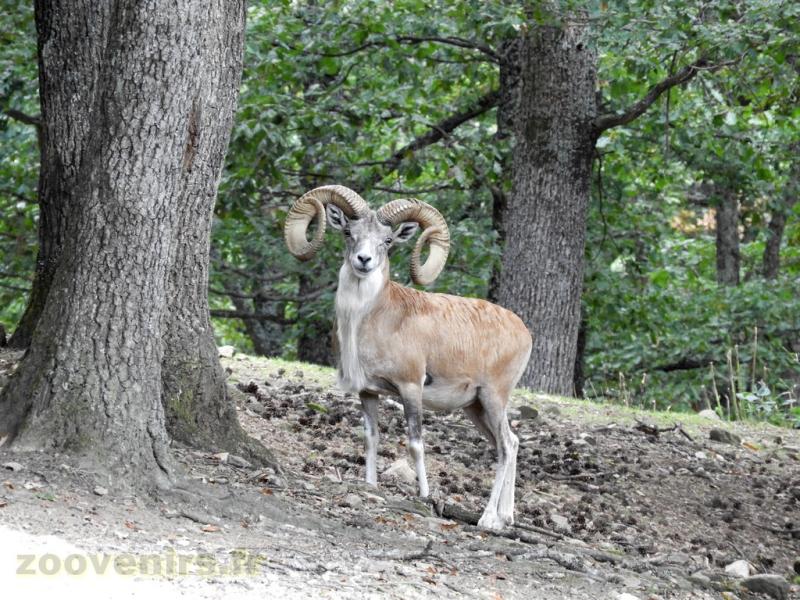 Urial