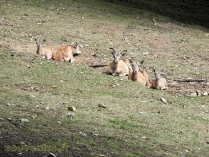 Urial