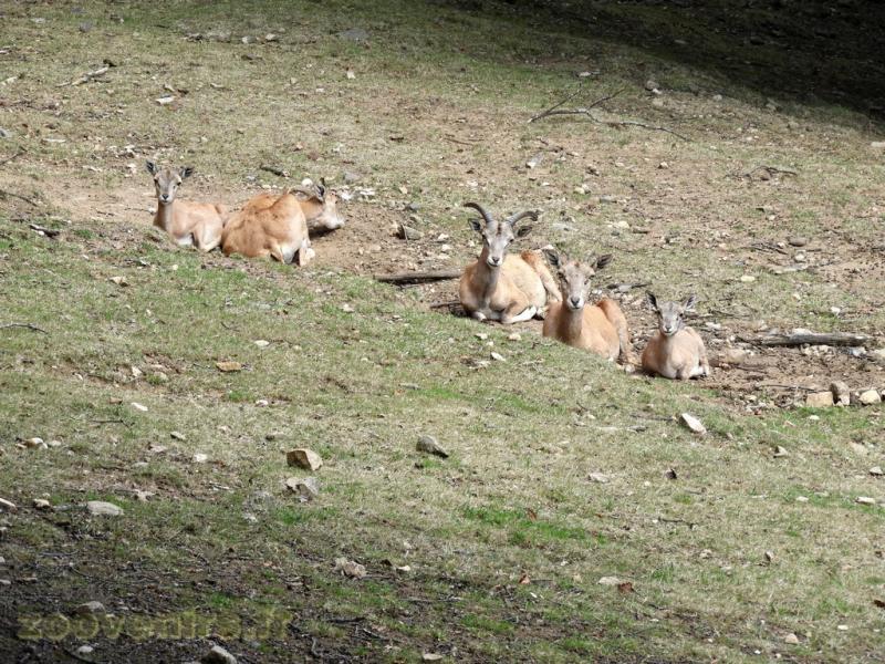 Urial