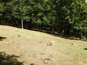 Urial