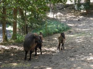 Thar de l'Himalaya