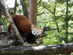Panda roux