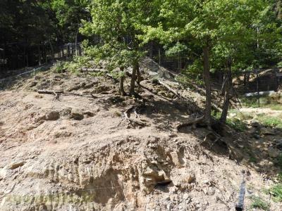 Panthère des neiges