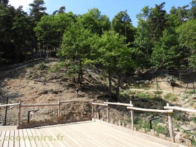 Panthère des neiges