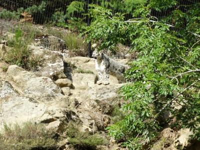 Panthère des neiges