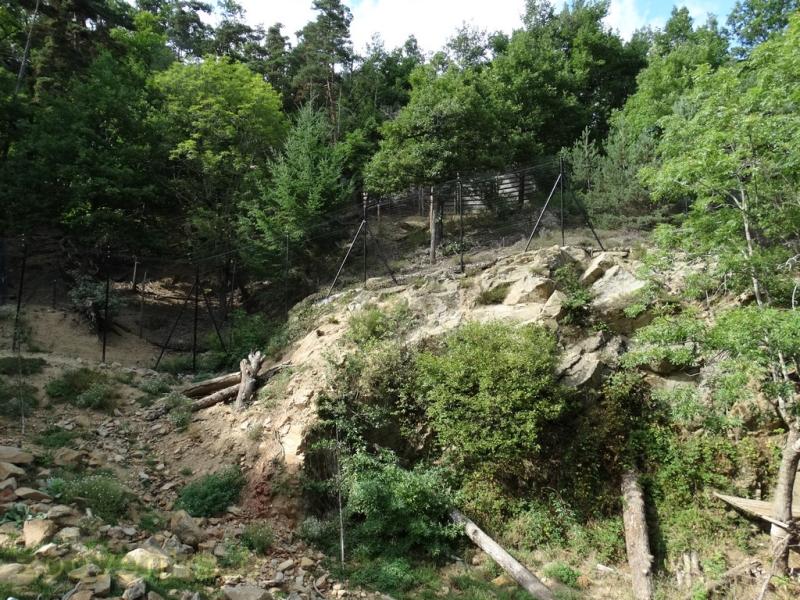 Panthère des neiges 