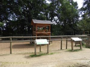 Chèvre naine 