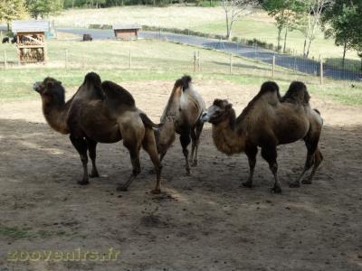 Chameau de Bactriane