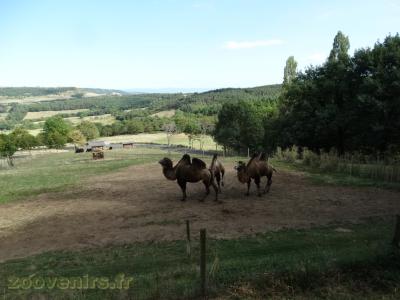 Chameau de Bactriane