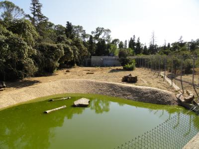 Ours brun de Syrie - 2012