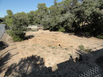 Ours brun de Syrie - 2012