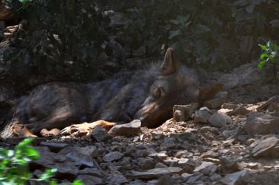 Loup ibérique - 2012
