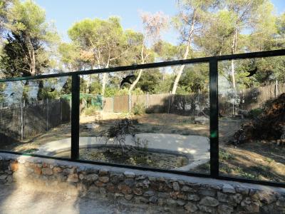 Casoar à casque - 2012