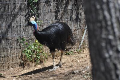 Casoar à casque - 2012