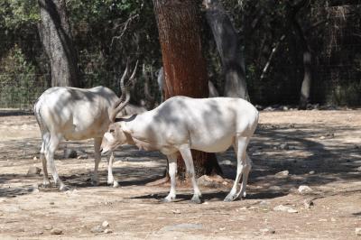 Addax - 2012