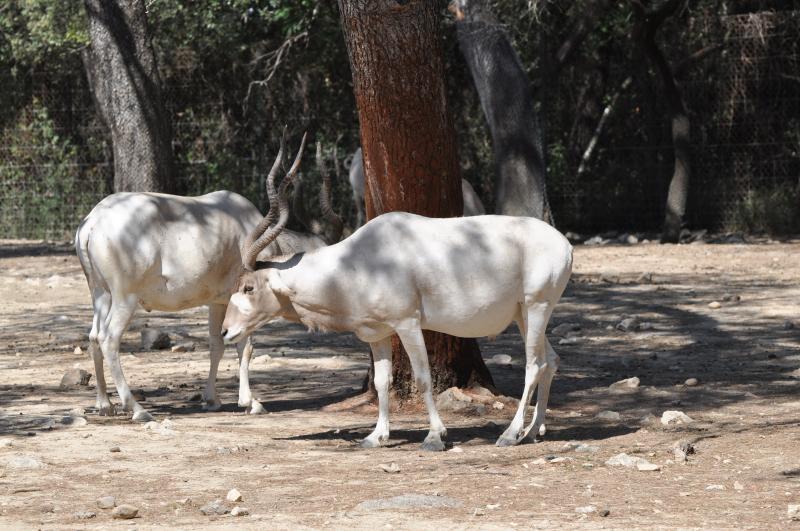 Addax
