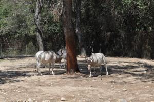 Addax