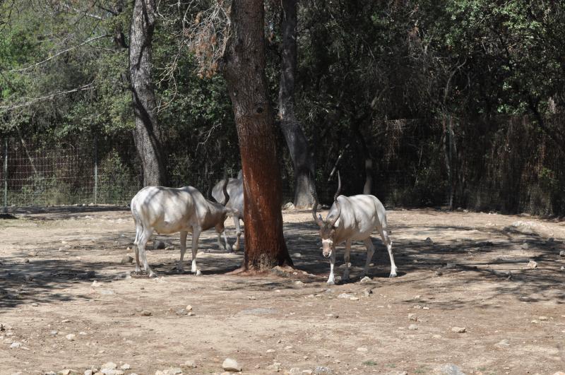 Addax
