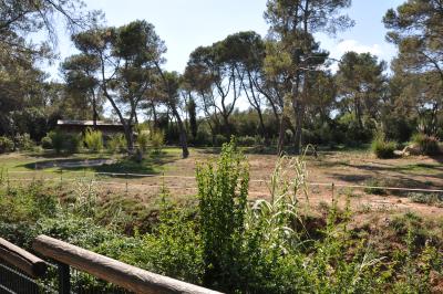 Tapir terrestre - Nandou - 2012