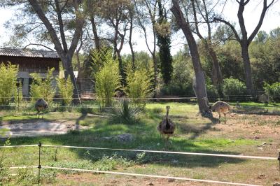 Tapir terrestre - Nandou - 2012