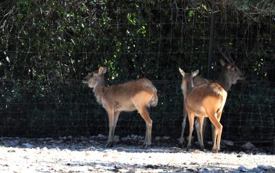 Cobe de Mrs Gray - 2012