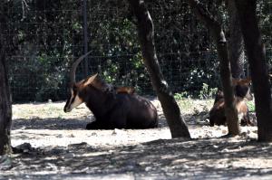 Damalisque à front blanc
