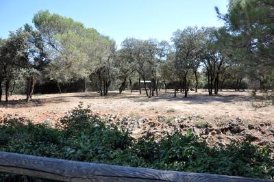 Damalisque à front blanc - 2012