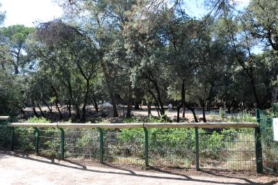 Oryx d'Arabie - 2012