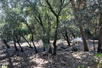 Oryx d'Arabie - 2012