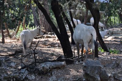 Oryx d'Arabie - 2012