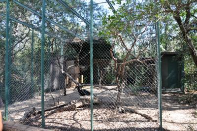 Calao terrestre - 2012